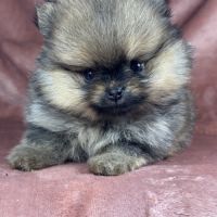 Bliss, femelle spitz nain poméranien,lof #4