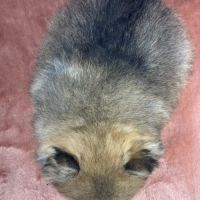 Bliss, femelle spitz nain poméranien,lof #5
