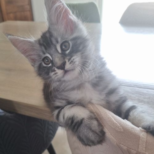 Chaton maine coon loof à adopter #1