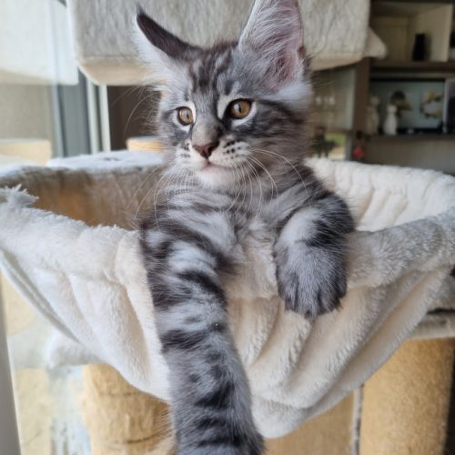 Chaton maine coon loof à adopter #0
