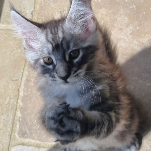 Chaton maine coon loof à adopter #3
