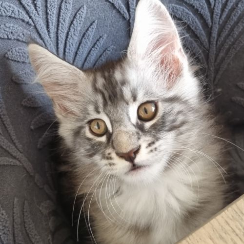 Chaton maine coon loof à adopter #4