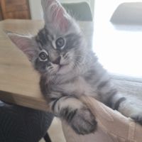 Chaton maine coon loof à adopter #1