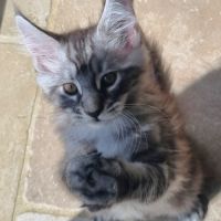 Chaton maine coon loof à adopter #3