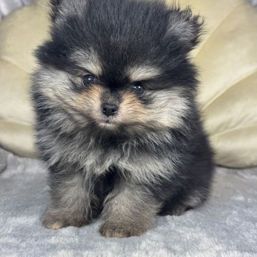 Louna, femelle type spitz nain poméranien #2