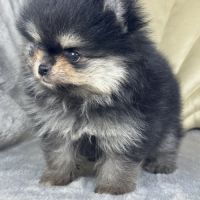 Louna, femelle type spitz nain poméranien #1
