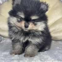 Louna, femelle type spitz nain poméranien #2