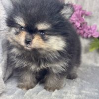 Louna, femelle type spitz nain poméranien #3