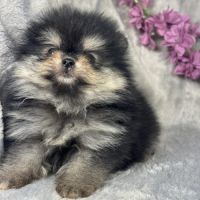Louna, femelle type spitz nain poméranien #4