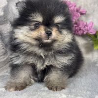 Louna, femelle type spitz nain poméranien