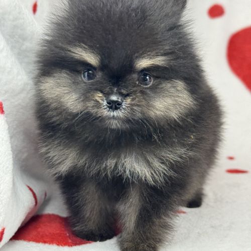 Pipa, femelle type spitz nain poméranien #0