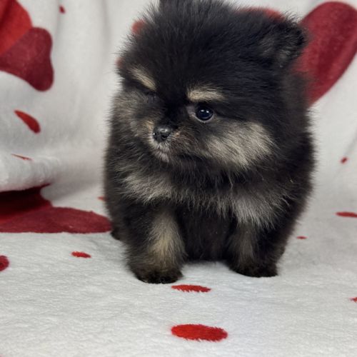 Pipa, femelle type spitz nain poméranien #3