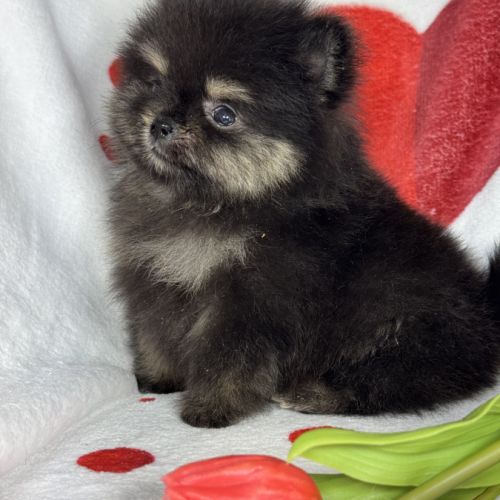 Pipa, femelle type spitz nain poméranien #5