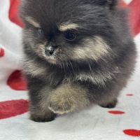 Pipa, femelle type spitz nain poméranien #2