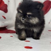 Pipa, femelle type spitz nain poméranien #3