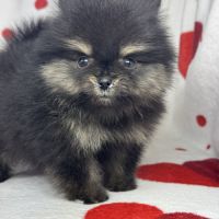 Pipa, femelle type spitz nain poméranien #4