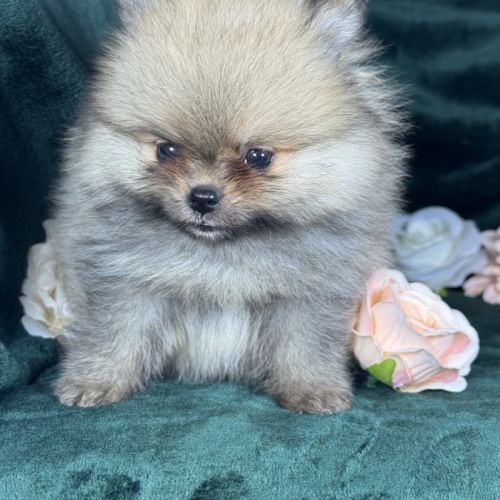 Charlie, femelle type spitz nain poméranien #1