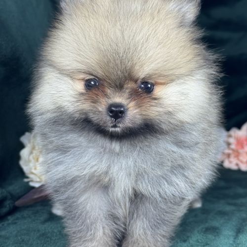 Charlie, femelle type spitz nain poméranien #2