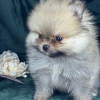 Charlie, femelle type spitz nain poméranien #3