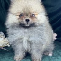Charlie, femelle type spitz nain poméranien