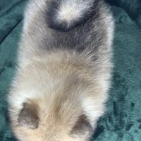 Charlie, femelle type spitz nain poméranien #5