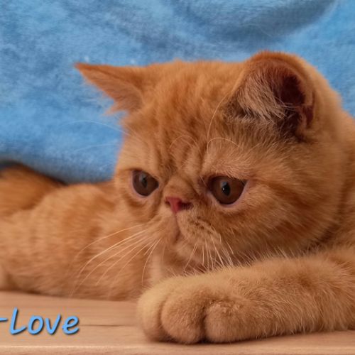 Deux adorables chatons mâles exotics shorthair #1