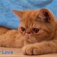 Deux adorables chatons mâles exotics shorthair #1