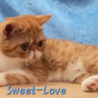 Deux adorables chatons mâles exotics shorthair