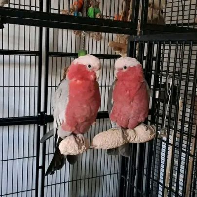 2 cacatoès rosalbin femelles + cage complète (avec #2