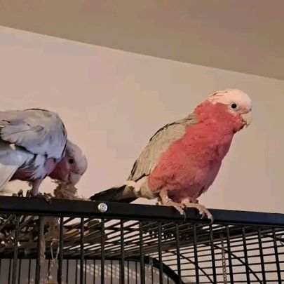 2 cacatoès rosalbin femelles + cage complète (avec