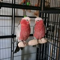 2 cacatoès rosalbin femelles + cage complète (avec #2