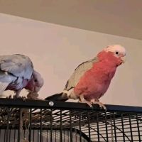 2 cacatoès rosalbin femelles + cage complète (avec #0