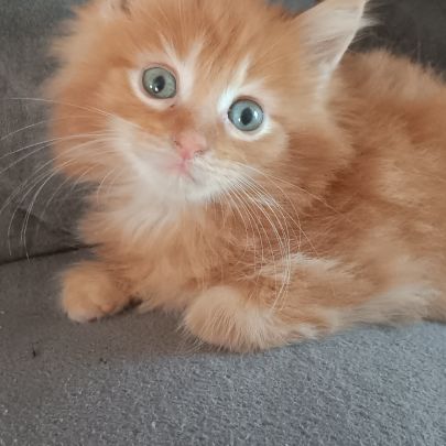 Chaton maine coon #6