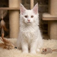 Chaton maine coon