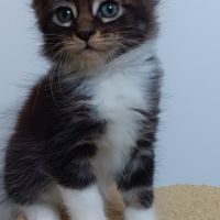 Chaton maine coon #2