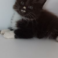 Chaton maine coon #5