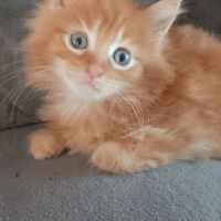 Chaton maine coon #6