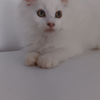 Chaton maine coon #8