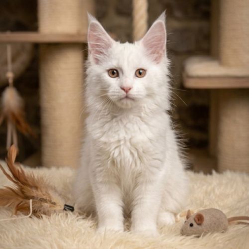 Chaton maine coon #1