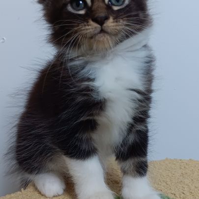 Chaton maine coon #2