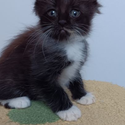 Chaton maine coon