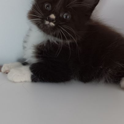Chaton maine coon #5