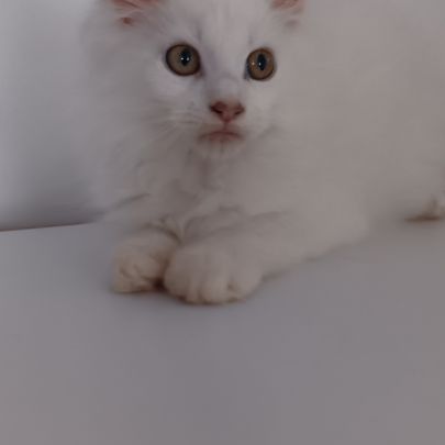 Chaton maine coon #8
