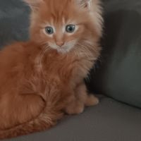 Chaton maine coon #7