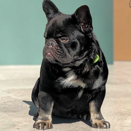 Bouledogue français exotique fluffy #2