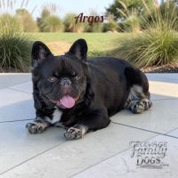 Bouledogue français exotique fluffy