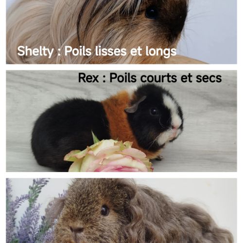 Bébés cochons d'inde #0