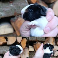 Bébés cochons d'inde #1
