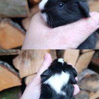 Bébés cochons d'inde #2