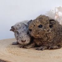 Bébés cochons d'inde #4